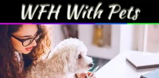 How To Stay Productive Working From Home With Pets – Simple Tips For Focus How To Stay Productive Working From Home With Pets – Simple Tips For Focus