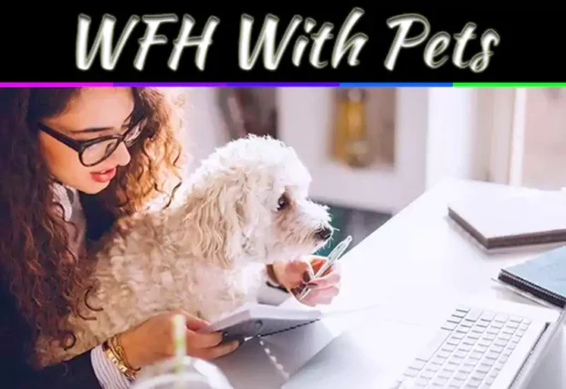 How To Stay Productive Working From Home With Pets – Simple Tips For Focus