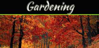 Leaf Blowers: An Absolute Essential Piece For Gardening Leaf Blowers: An Absolute Essential Piece For Gardening