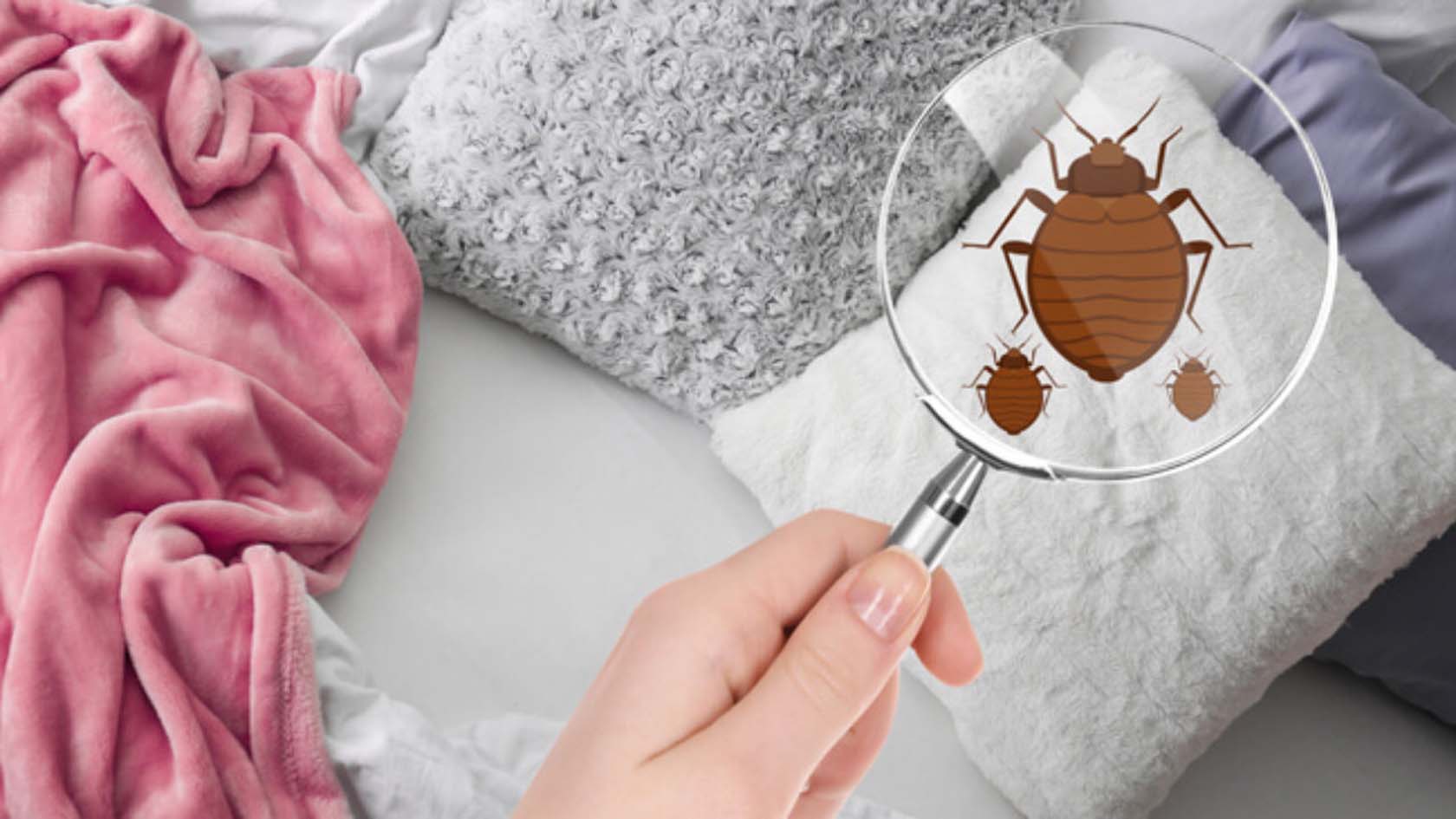 How Do You Detect Bedbugs