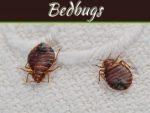 How To Find Bedbugs At Your Home How To Find Bedbugs At Your Home