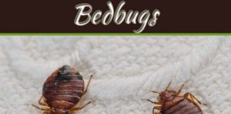 How To Find Bedbugs At Your Home How To Find Bedbugs At Your Home