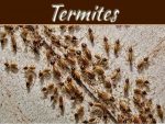 Is It Possible To Permanently Get Rid Of Termites? Is It Possible To Permanently Get Rid Of Termites?