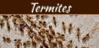 Is It Possible To Permanently Get Rid Of Termites? Is It Possible To Permanently Get Rid Of Termites?