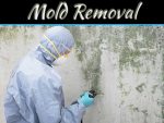 Tips For Mold Removal & Remediation Tips For Mold Removal & Remediation
