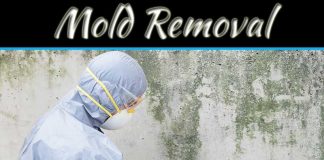 Tips For Mold Removal & Remediation Tips For Mold Removal & Remediation