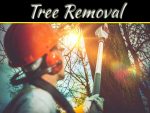 Top 6 Safety Tips For Tree Removal Top 6 Safety Tips For Tree Removal