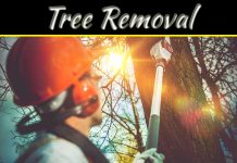 Top 6 Safety Tips For Tree Removal Top 6 Safety Tips For Tree Removal