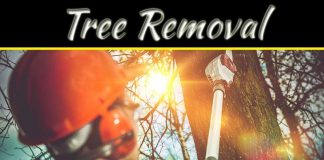 Top 6 Safety Tips For Tree Removal Top 6 Safety Tips For Tree Removal