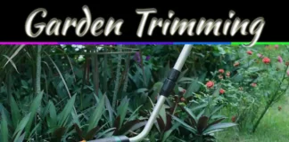 4 Easy Garden Trimming Techniques For A Neat And Healthy Lawn 4 Easy Garden Trimming Techniques For A Neat And Healthy Lawn