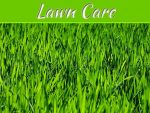 Helping Your Lawn Look Its Best Helping Your Lawn Look Its Best