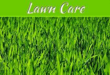 Helping Your Lawn Look Its Best Helping Your Lawn Look Its Best