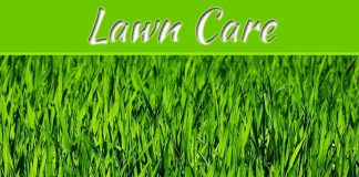 Helping Your Lawn Look Its Best Helping Your Lawn Look Its Best