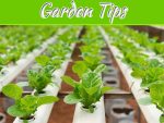 4 Ways Hydroponics Can Benefit Your Garden 4 Ways Hydroponics Can Benefit Your Garden
