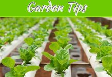 4 Ways Hydroponics Can Benefit Your Garden 4 Ways Hydroponics Can Benefit Your Garden