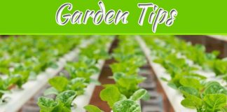4 Ways Hydroponics Can Benefit Your Garden 4 Ways Hydroponics Can Benefit Your Garden
