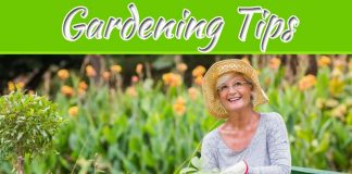 Elderly Gardening Tips For Keeping You Safe Elderly Gardening Tips For Keeping You Safe