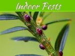 How To Treat And Prevent Indoor Pests On Plants How To Treat And Prevent Indoor Pests On Plants