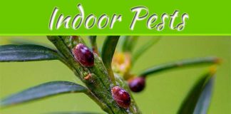 How To Treat And Prevent Indoor Pests On Plants How To Treat And Prevent Indoor Pests On Plants