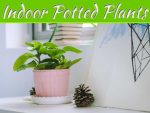 Foliage Inside: 5 Great Plants For You To Grow Indoors Foliage Inside: 5 Great Plants For You To Grow Indoors