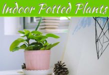 Foliage Inside: 5 Great Plants For You To Grow Indoors Foliage Inside: 5 Great Plants For You To Grow Indoors