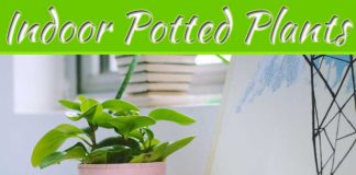 Foliage Inside: 5 Great Plants For You To Grow Indoors Foliage Inside: 5 Great Plants For You To Grow Indoors