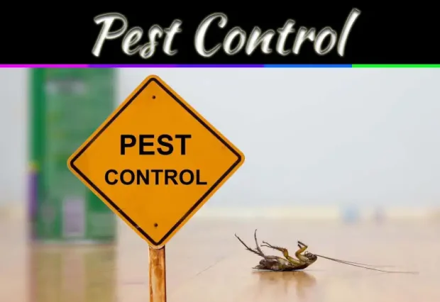Pest Control And Prevention Tips: Advice On Pest Control