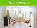 Top 10 Best Houseplants to Refresh Your Home Top 10 Best Houseplants to Refresh Your Home
