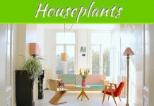 Top 10 Best Houseplants to Refresh Your Home Top 10 Best Houseplants to Refresh Your Home