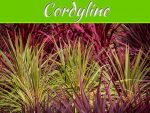 Can You Grow A Cordyline From A Cutting? Can You Grow A Cordyline From A Cutting?
