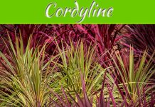 Can You Grow A Cordyline From A Cutting? Can You Grow A Cordyline From A Cutting?