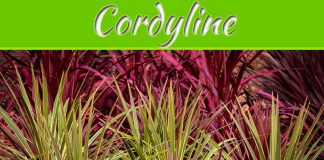 Can You Grow A Cordyline From A Cutting? Can You Grow A Cordyline From A Cutting?