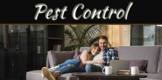 Silverfish Can Be A Sign Of Bigger Problems – Ways To Liquidate Them Silverfish Can Be A Sign Of Bigger Problems - Ways To Liquidate Them