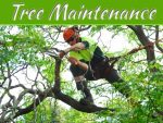 Why Proper Tree Maintenance Can Increase The Value Of Your Home Why Proper Tree Maintenance Can Increase The Value Of Your Home