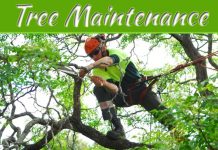 Why Proper Tree Maintenance Can Increase The Value Of Your Home Why Proper Tree Maintenance Can Increase The Value Of Your Home