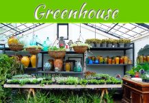 5 Gardening Tips To Maximize A Small Greenhouse 5 Gardening Tips To Maximize A Small Greenhouse