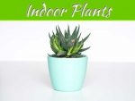 5 Indoor Houseplants To Decorate And Brighten Up Any Living Space 5 Indoor Houseplants To Decorate And Brighten Up Any Living Space
