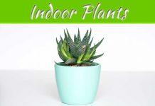 5 Indoor Houseplants To Decorate And Brighten Up Any Living Space 5 Indoor Houseplants To Decorate And Brighten Up Any Living Space