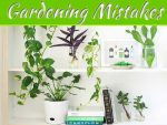 Common Indoor Gardening Mistakes Beginners Make Common Indoor Gardening Mistakes Beginners Make