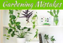 Common Indoor Gardening Mistakes Beginners Make Common Indoor Gardening Mistakes Beginners Make
