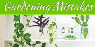 Common Indoor Gardening Mistakes Beginners Make Common Indoor Gardening Mistakes Beginners Make