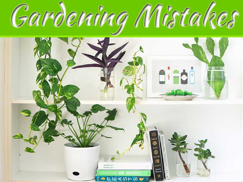 Common Indoor Gardening Mistakes Beginners Make | My Decorative