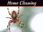 Home Invaders: What Spiders May Be Lurking In Your Home Home Invaders: What Spiders May Be Lurking In Your Home