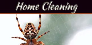 Home Invaders: What Spiders May Be Lurking In Your Home Home Invaders: What Spiders May Be Lurking In Your Home