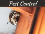 The Pests You Certainly Don’t Want In Your Home The Pests You Certainly Don't Want In Your Home