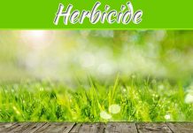 Why You Should Consider Using A Fast Acting Herbicide Why You Should Consider Using A Fast Acting Herbicide