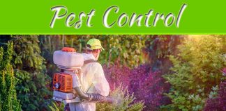5 Tips For Choosing The Best Pest Control Company 5 Tips For Choosing The Best Pest Control Company