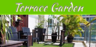 A Terrace Garden: How To Start Terrace Gardening? A Terrace Garden: How To Start Terrace Gardening?