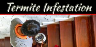 Challenges Of Selling A Home With Termite Infestation And How To Overcome Them Challenges Of Selling A Home With Termite Infestation And How To Overcome Them