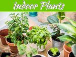 How To Care For Your Plant Delivery Batch Of Indoor Plants How To Care For Your Plant Delivery Batch Of Indoor Plants